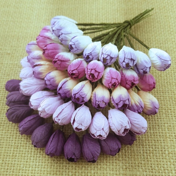 Väike tulp 5 tk pundis